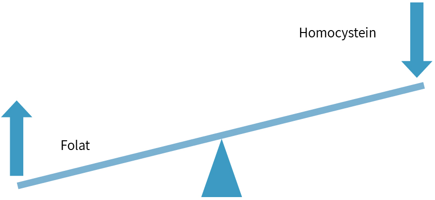 Folat: Senkung des Homocysteinwerts