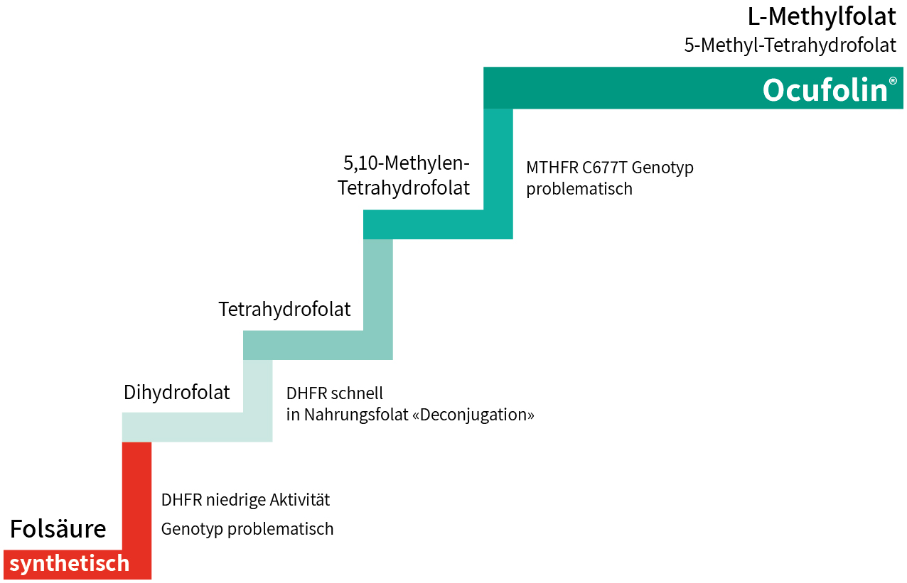Folsäure ist nicht gleich L-Methylfolat