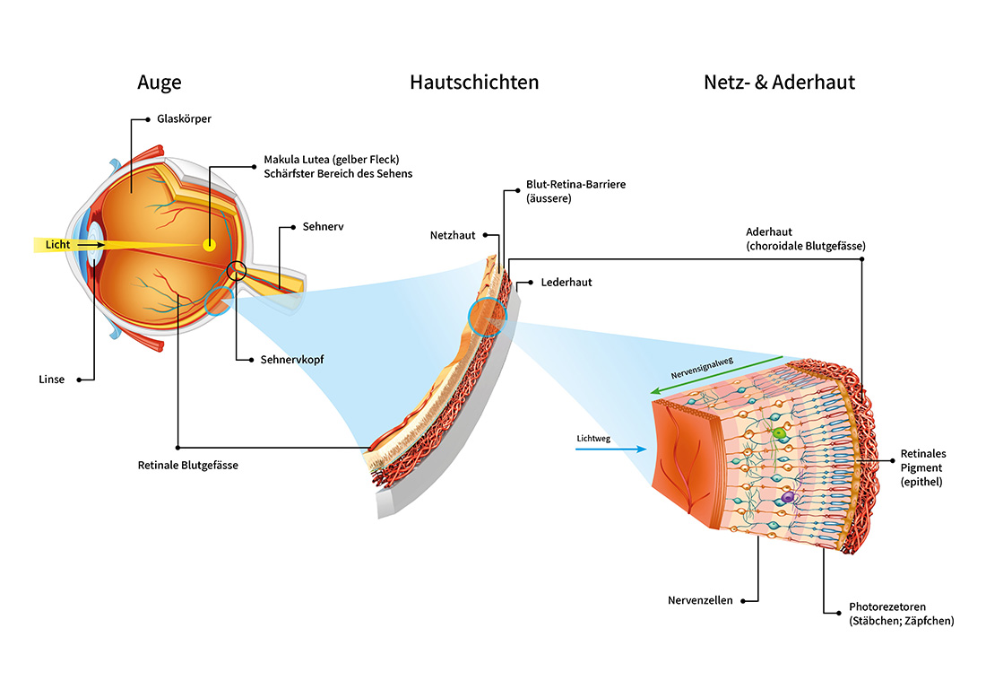 Das menschliche Auge